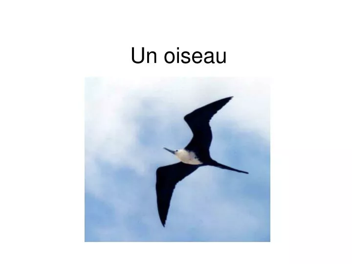 un oiseau