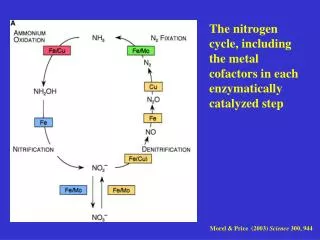 The nitrogen cycle, including the metal cofactors in each enzymatically catalyzed step