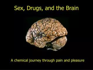 Sex, Drugs, and the Brain