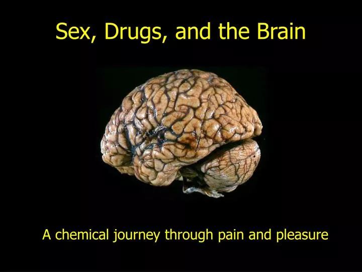 sex drugs and the brain