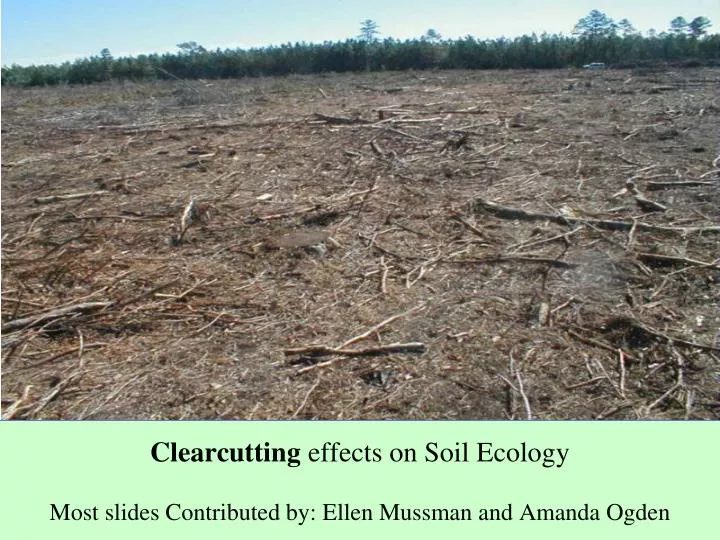 clearcutting effects on soil ecology most slides contributed by ellen mussman and amanda ogden