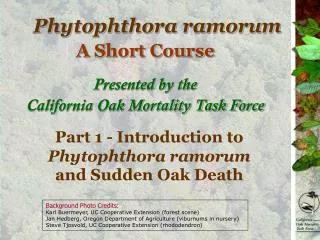 Phytophthora ramorum