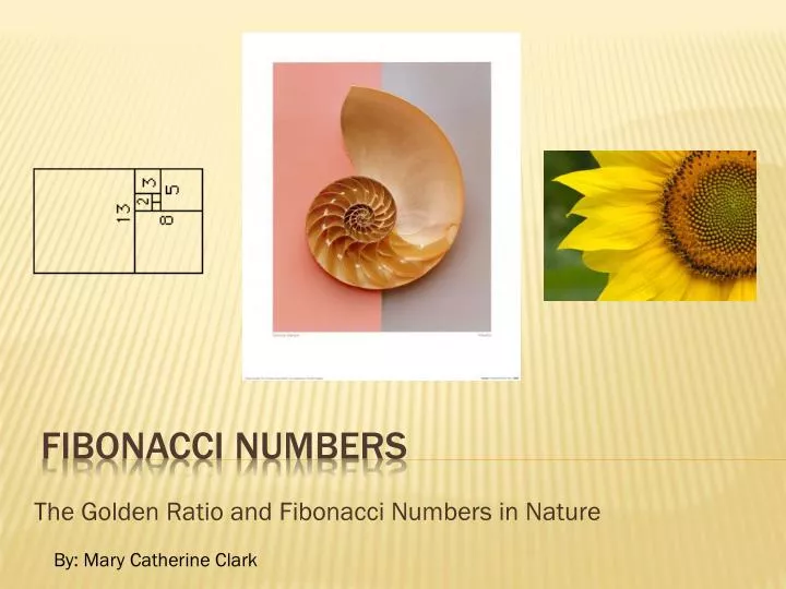 the golden ratio and fibonacci numbers in nature
