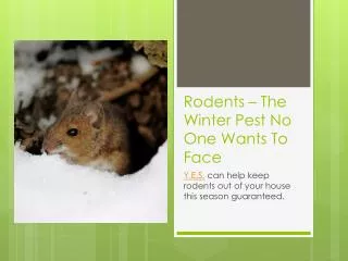 Rodents - The Winter Pest No One Wants To Face
