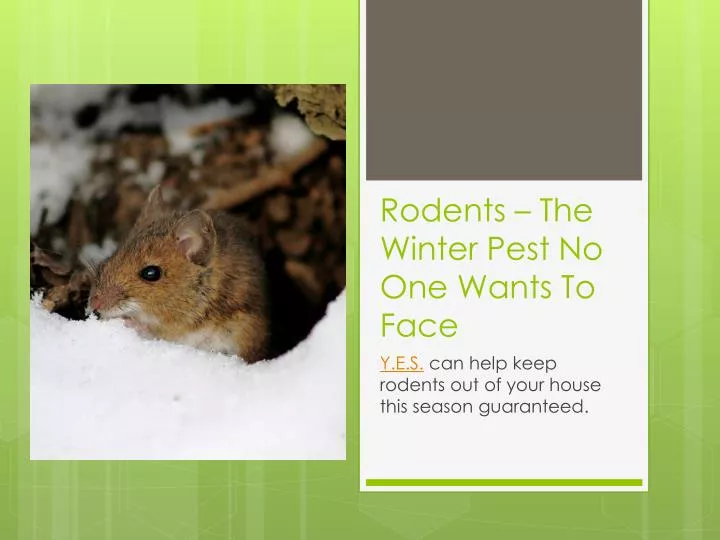 rodents the winter pest no one wants to face