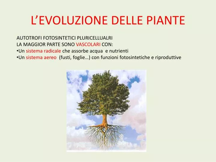l evoluzione delle piante
