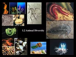 L2 Animal Diversity