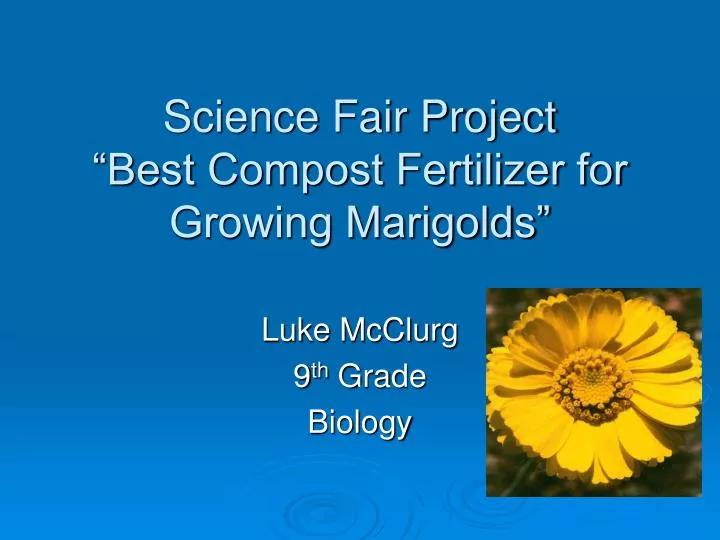 science fair project best compost fertilizer for growing marigolds