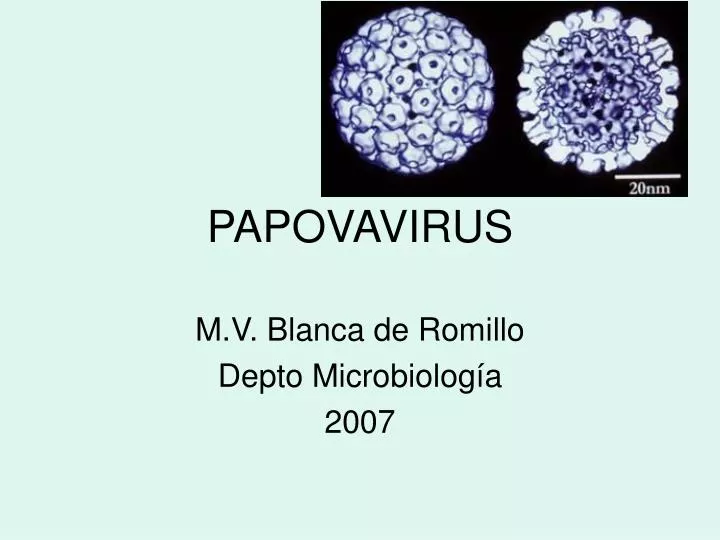 papovavirus