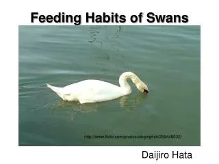 Feeding Habits of Swans