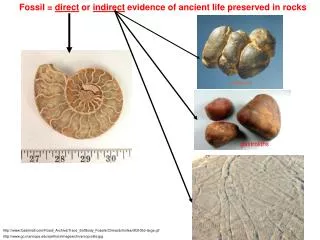 Fossil = direct or indirect evidence of ancient life preserved in rocks