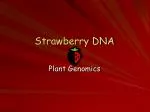 Strawberry DNA - slide 1