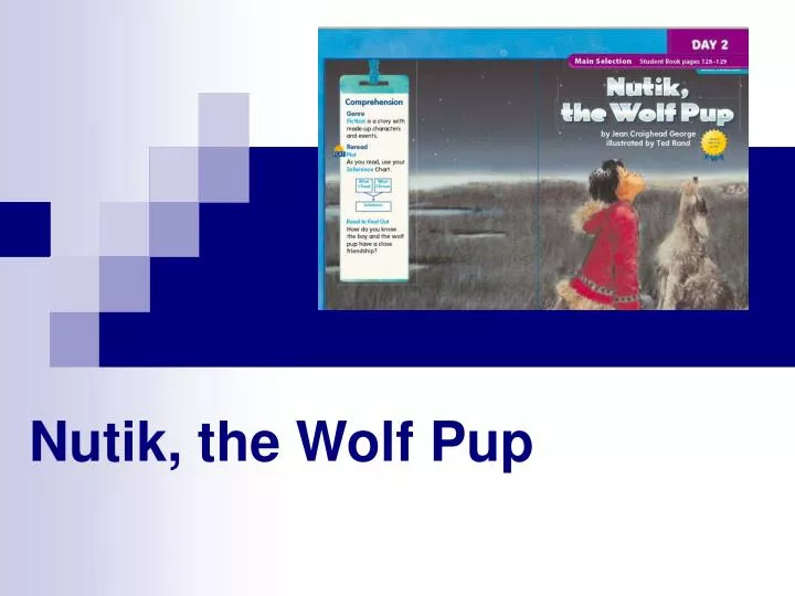 nutik the wolf pup