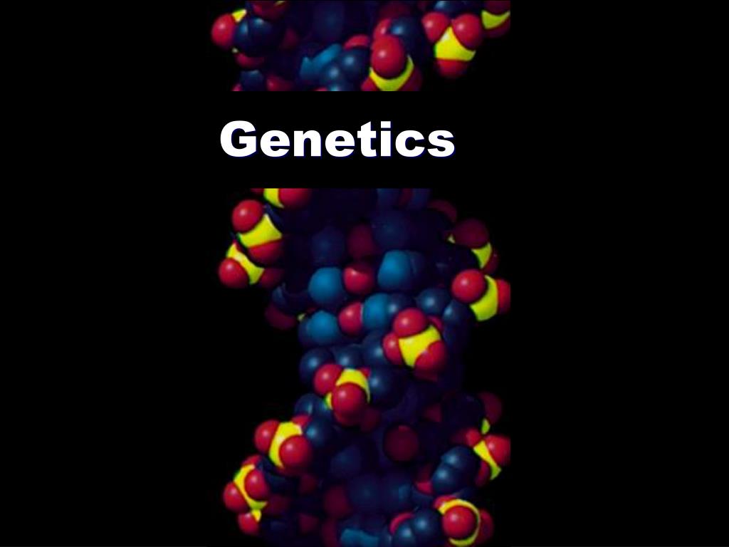 Genetics Present PPT - Genetics PowerPoint Presentation, free download - ID:241838