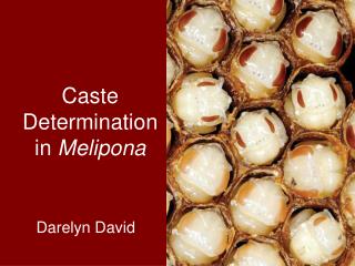 Caste Determination in Melipona