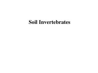 Soil Invertebrates