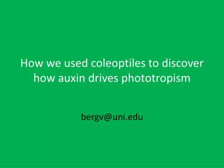 how we used coleoptiles to discover how auxin drives phototropism
