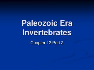 Paleozoic Era Invertebrates