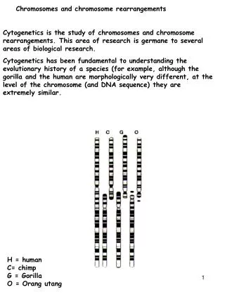Chromosomes and chromosome rearrangements