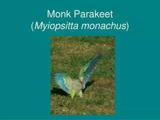 Monk Parakeet ( Myiopsitta monachus )