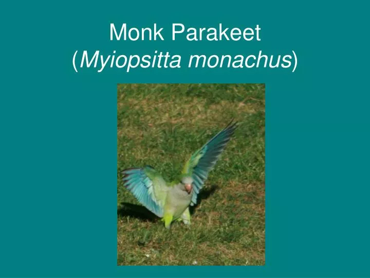 monk parakeet myiopsitta monachus