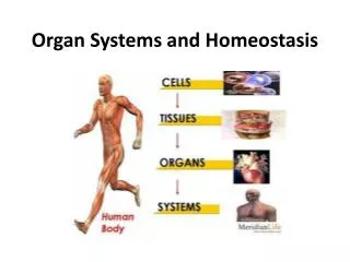 Organ Systems and Homeostasis