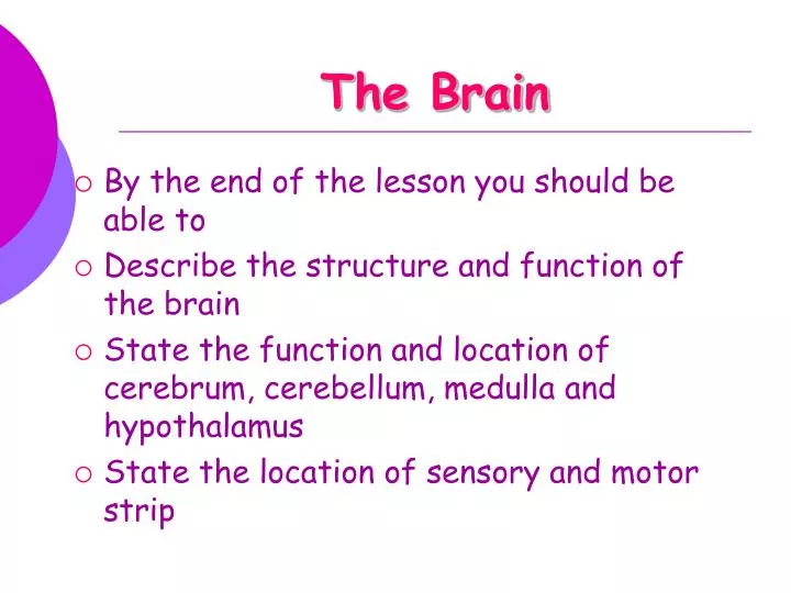 the brain