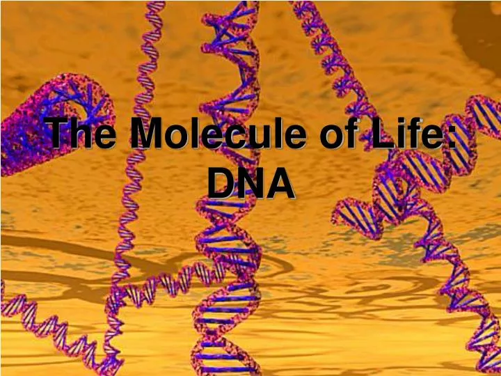 the molecule of life dna