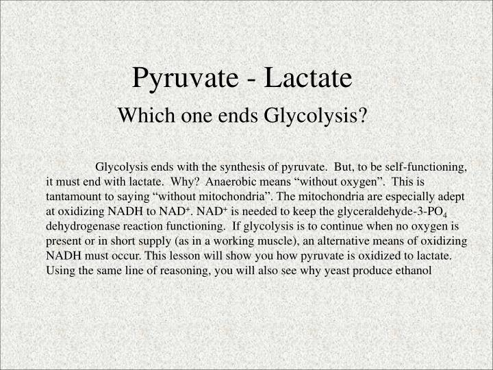 pyruvate lactate