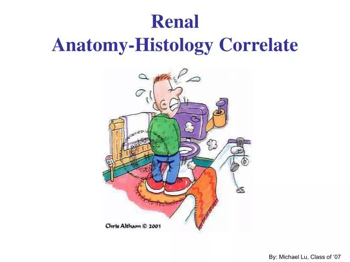renal anatomy histology correlate