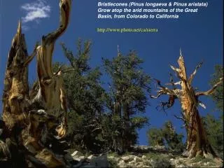 Bristlecones (Pinus longaeva &amp; Pinus aristata) Grow atop the arid mountains of the Great Basin, from Colorado to Ca