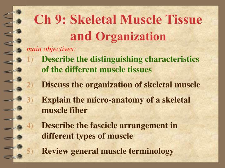 ch 9 skeletal muscle tissue and organization