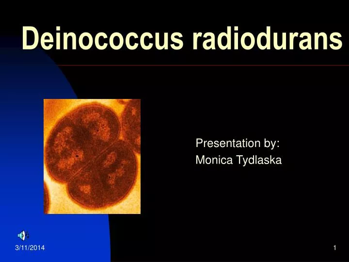 deinococcus radiodurans