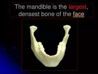The mandible is the largest , densest bone of the face