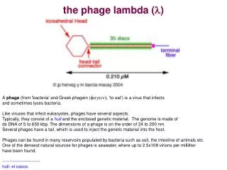 the phage lambda ( l )