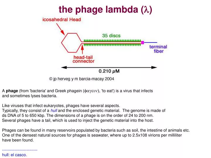 the phage lambda l