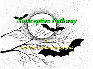Nociceptive Pathway