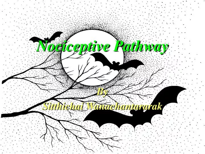 nociceptive pathway
