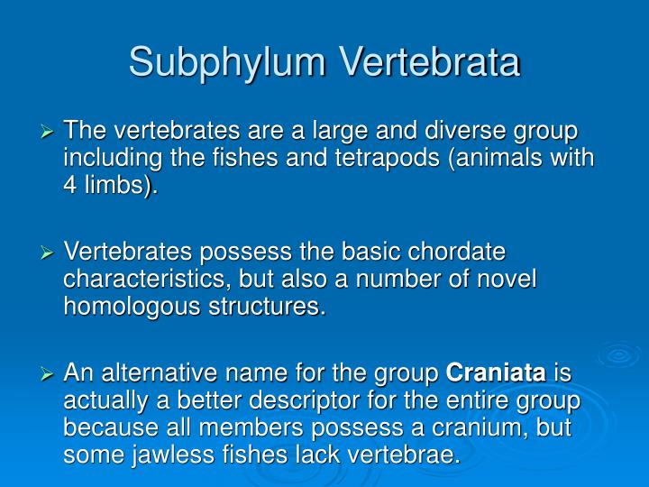 subphylum vertebrata