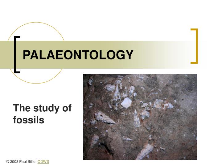 palaeontology