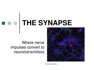 THE SYNAPSE