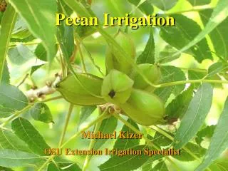 Pecan Irrigation