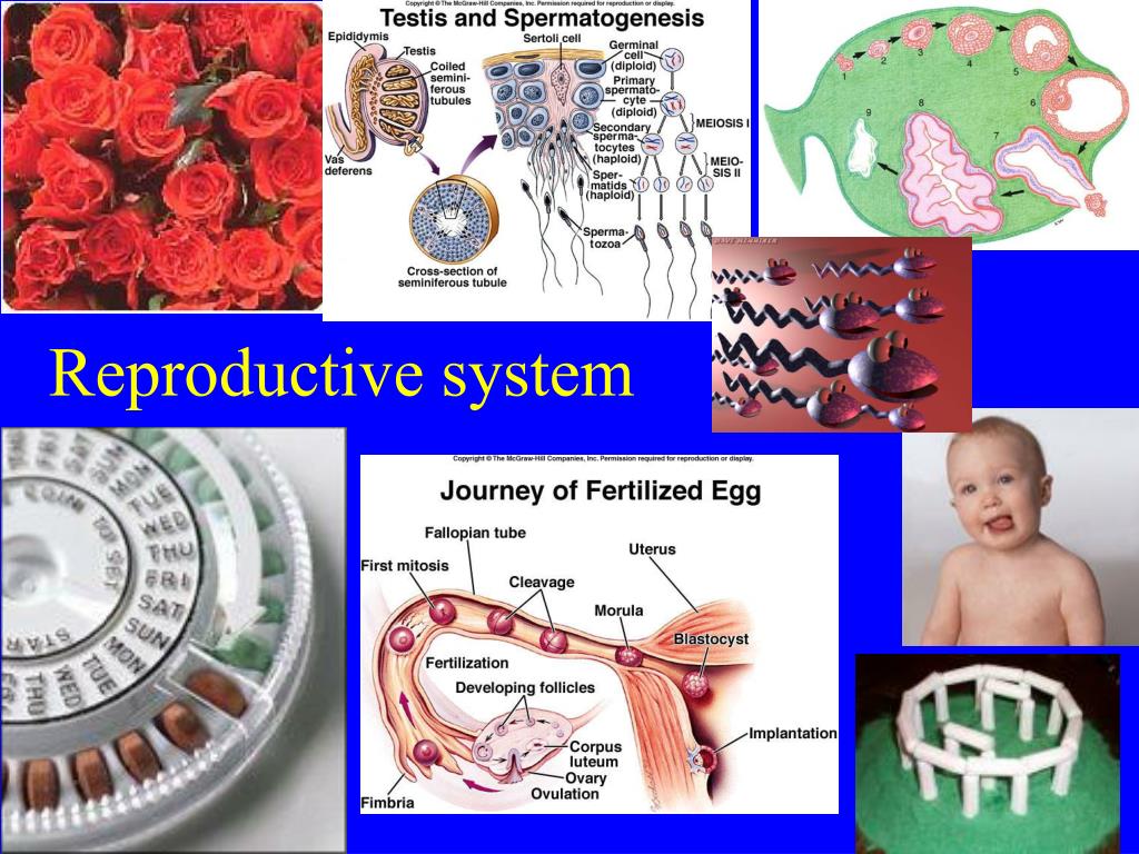 PPT - Reproductive system PowerPoint Presentation, free download - ID ...