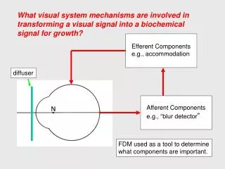 What visual system mechanisms are involved in transforming a visual signal into a biochemical signal for growth?