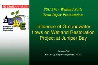 Influence of Groundwater flows on Wetland Restoration Project at Juniper Bay