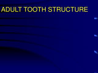 ADULT TOOTH STRUCTURE