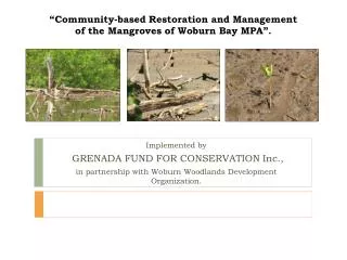 “Community-based Restoration and Management of the Mangroves of Woburn Bay MPA”.
