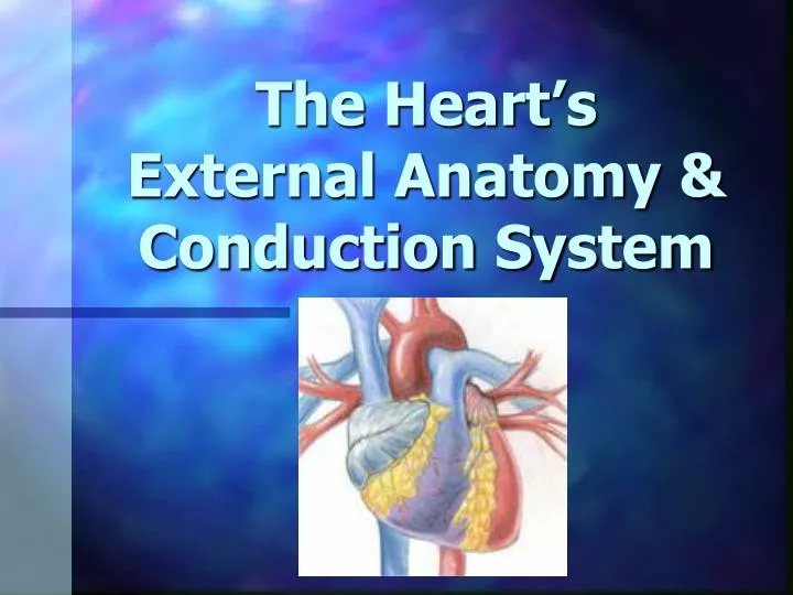 the heart s external anatomy conduction system