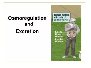 Osmoregulationand Excretion
