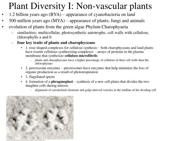 plant diversity i non vascular plants